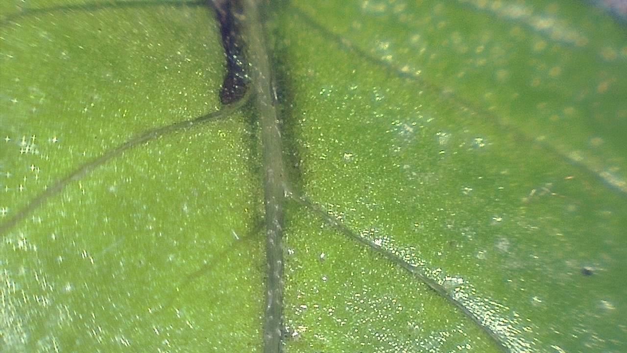 STEM Classrooms and Teaching Labs microscopy sample image 29