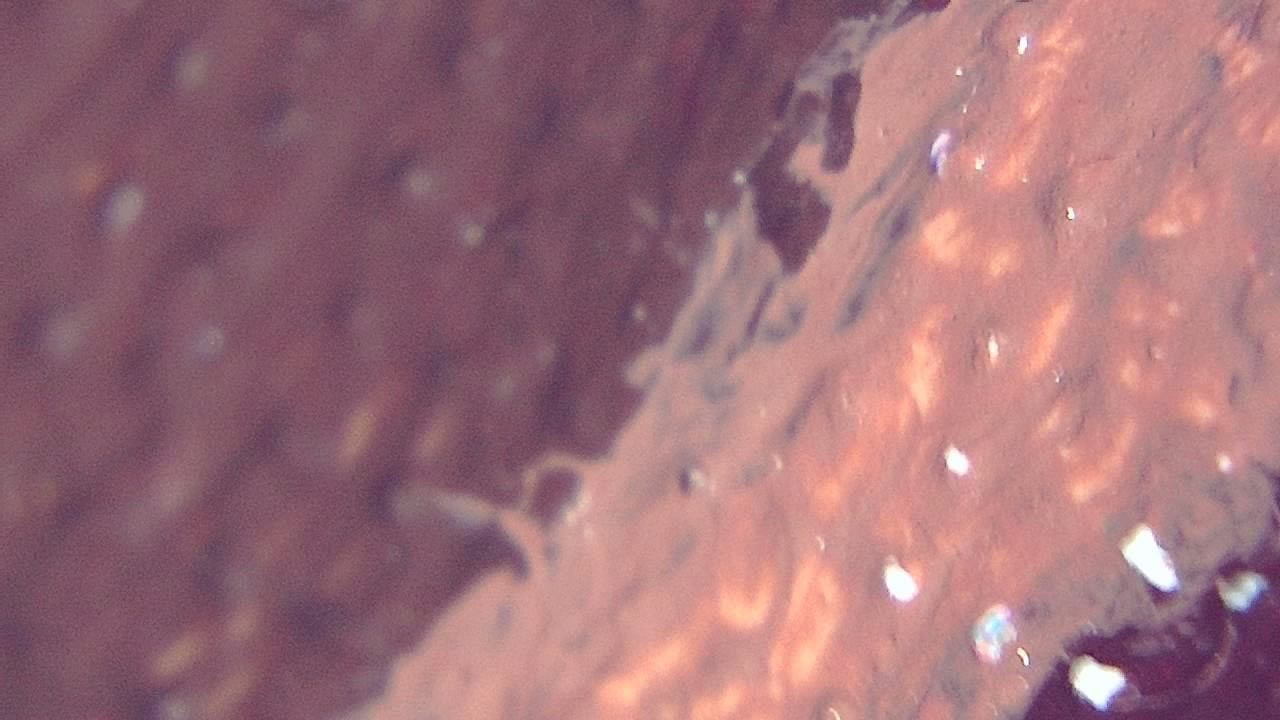 Restoration and Conservation microscopy sample image 2