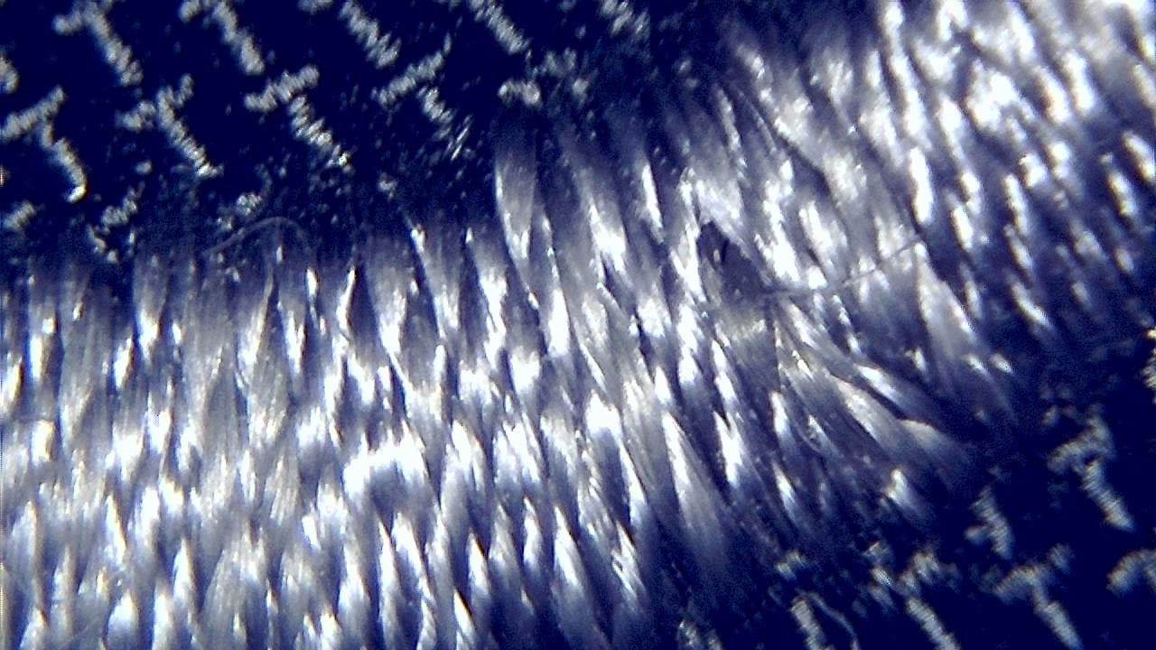 Textile and Fiber Inspection microscopy sample image 7