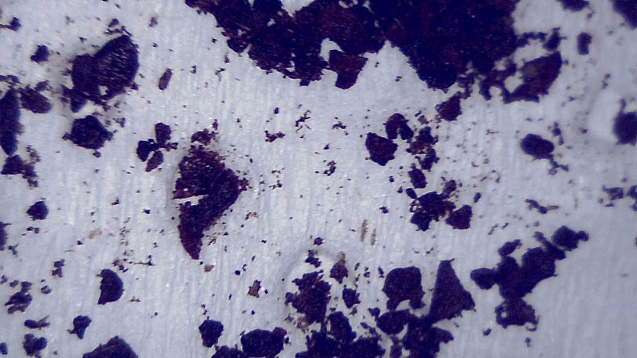 Food Industry microscopy sample image 3