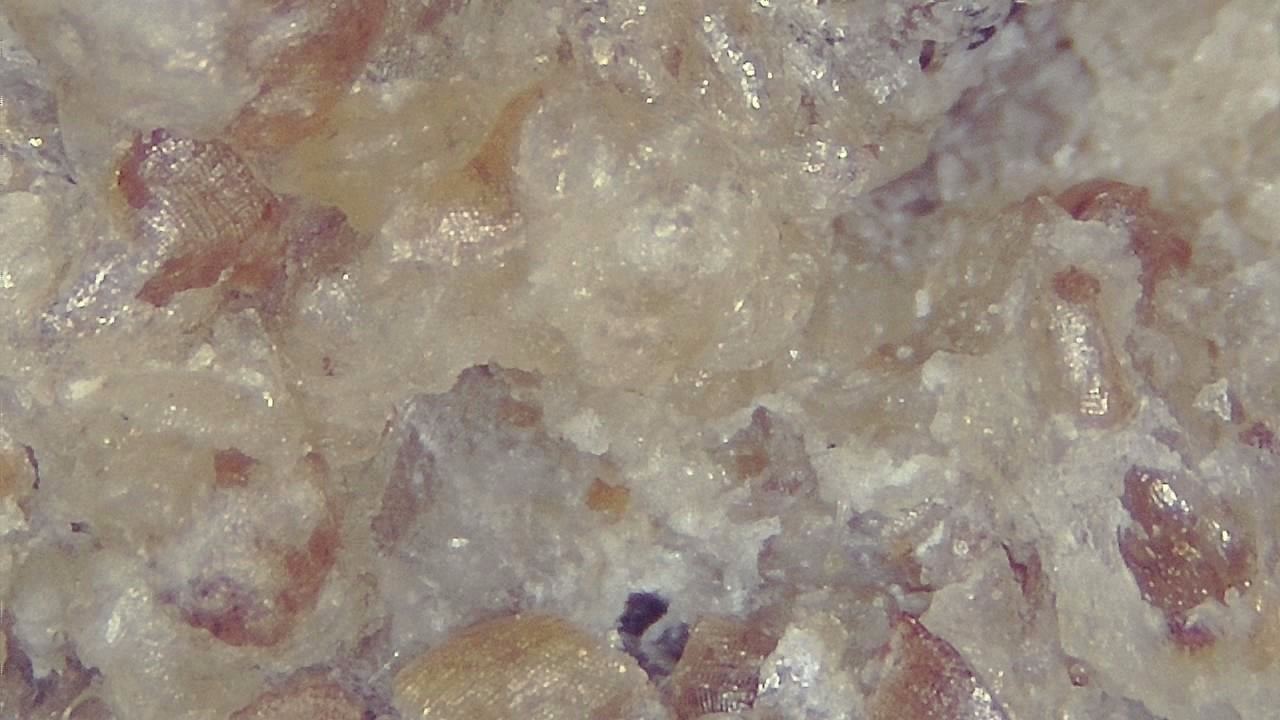 Food Industry microscopy sample image 10