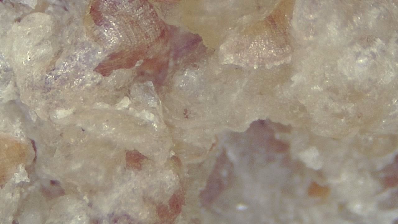 Food Industry microscopy sample image 11