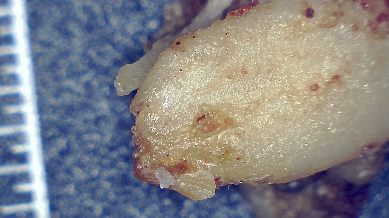Food Industry microscopy sample image 14