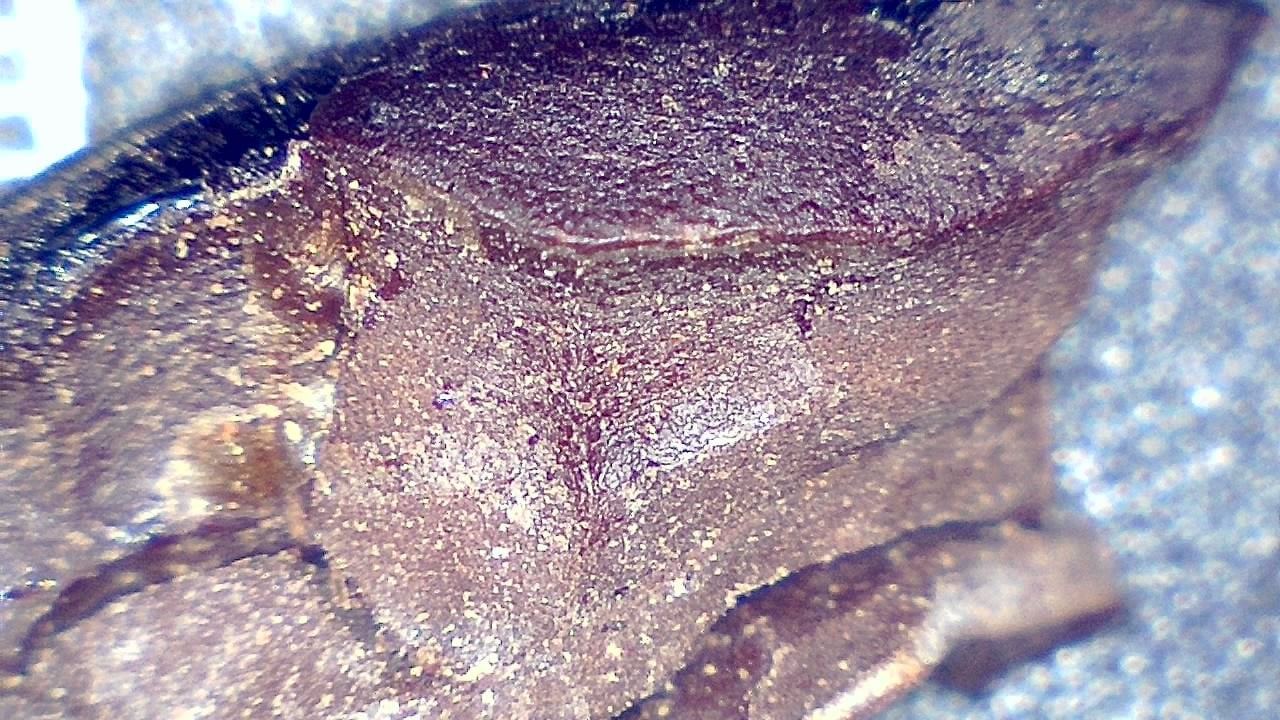Food Industry microscopy sample image 16