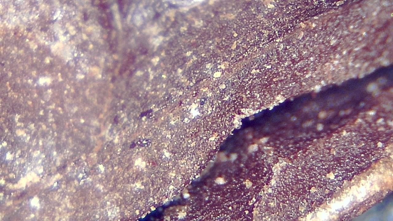 Food Industry microscopy sample image 18