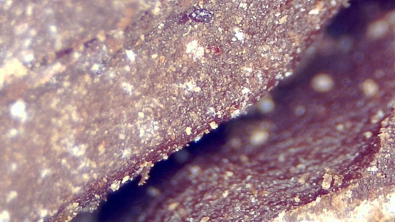 Food Industry microscopy sample image 19