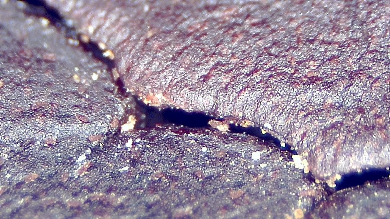 Food Industry microscopy sample image 20