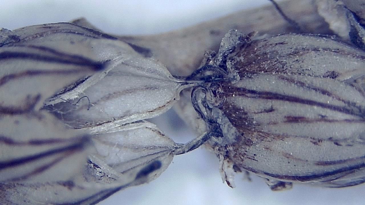 Environmental Samples microscopy sample image 10