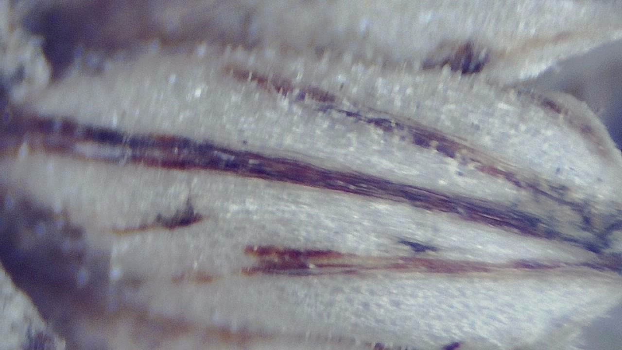 Environmental Samples microscopy sample image 12