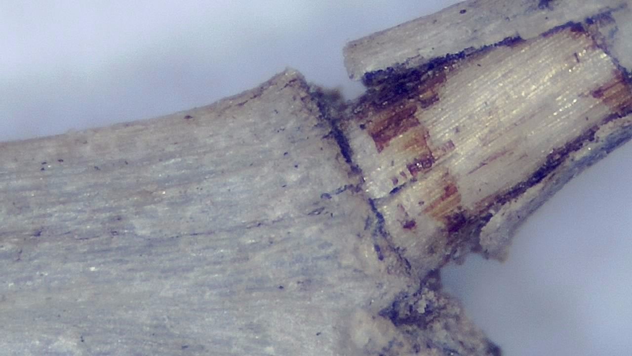 Environmental Samples microscopy sample image 14