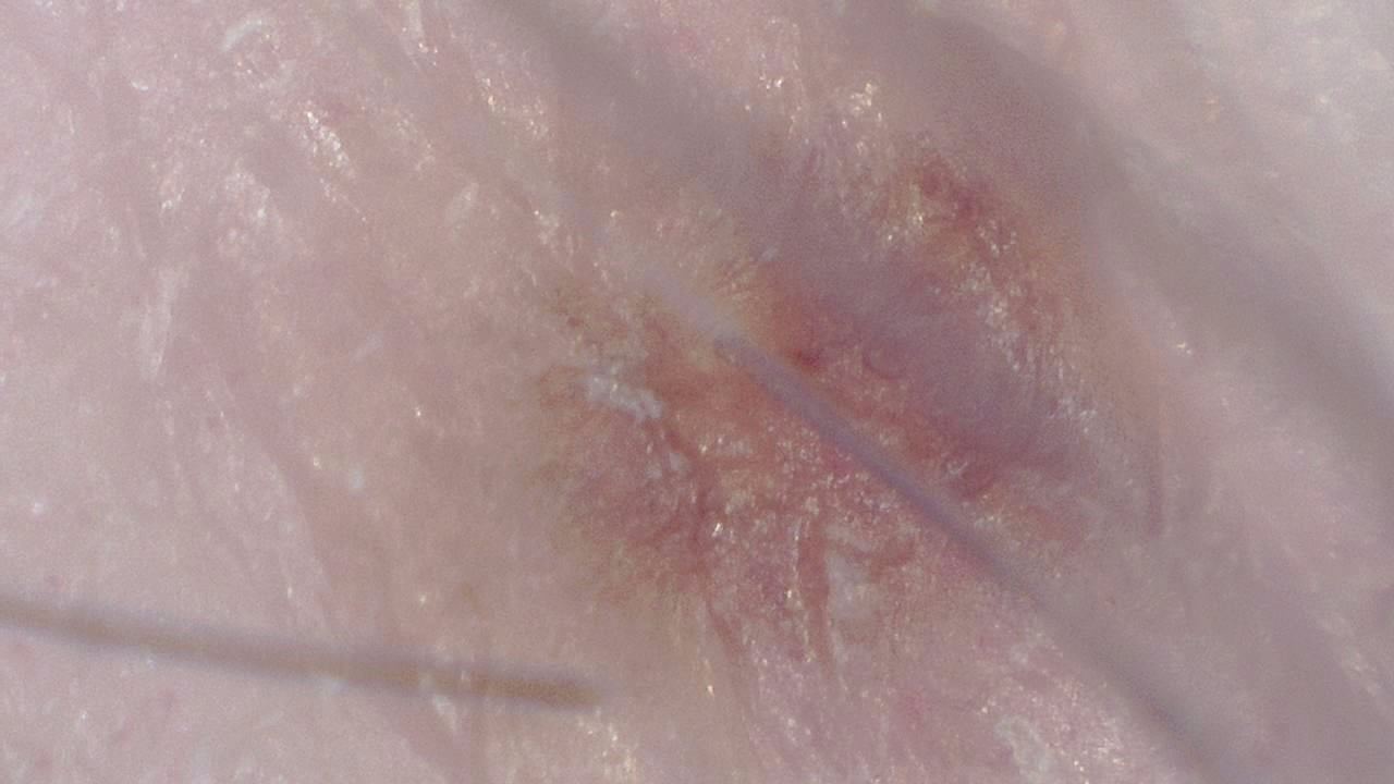 Advanced Aesthetics and Cosmetology microscopy sample image 9