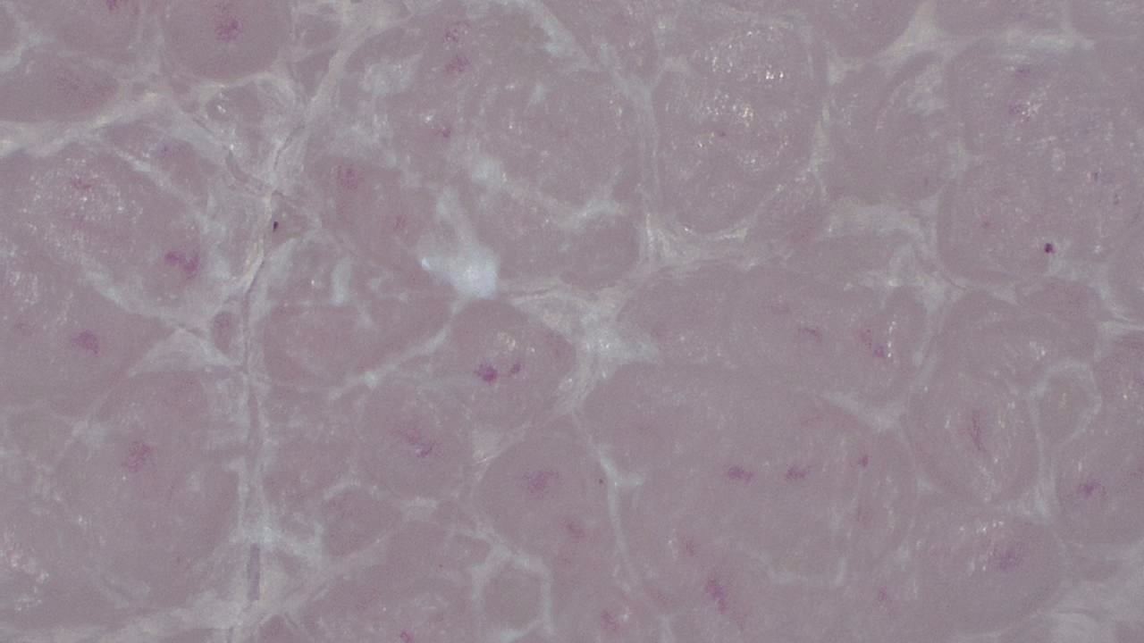 Advanced Aesthetics and Cosmetology microscopy sample image 14